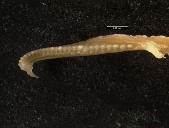 Media type: image;   Herpetology R-132057